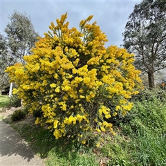 Acacia (genus) (A Wattle) at Lyneham, ACT - 6 Oct 2025 by Hejor1