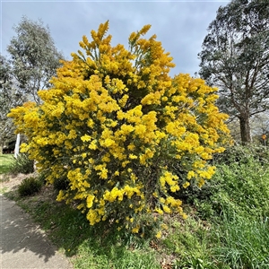Acacia cultriformis at Lyneham, ACT - Today by Hejor1