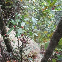 Ixora biflora at Syndicate, QLD - 6 Oct 2018 by JasonPStewart