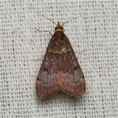 Uresiphita ornithopteralis (Tree Lucerne Moth) at Harrison, ACT - 5 Oct 2025 by DPRees125