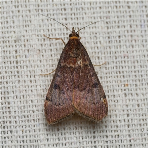 Uresiphita ornithopteralis (Tree Lucerne Moth) by DPRees125