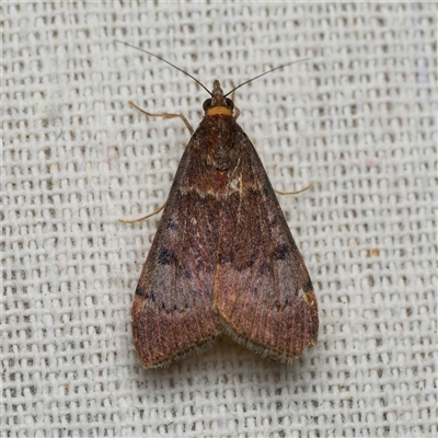 Uresiphita ornithopteralis (Tree Lucerne Moth) at Harrison, ACT - 5 Oct 2025 by DPRees125