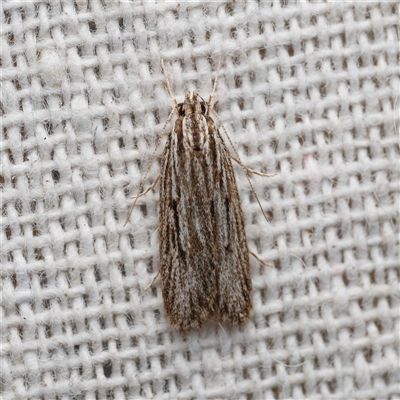 Leistarcha scitissimella at  - suppressed by DPRees125