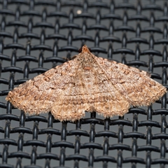 Diatenes igneipicta (an Erebidae Moth) by DPRees125