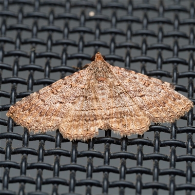 Diatenes igneipicta (an Erebidae Moth) at  - suppressed by DPRees125
