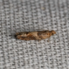 Crocidosema plebejana (Cotton Tipworm Moth) by DPRees125
