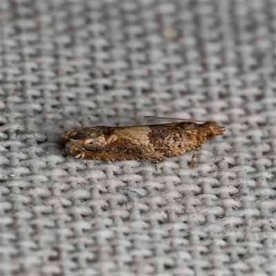 Crocidosema plebejana (Cotton Tipworm Moth) at  - suppressed by DPRees125