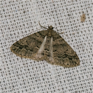 Lipogya eutheta (Grey Bark Moth) by DPRees125