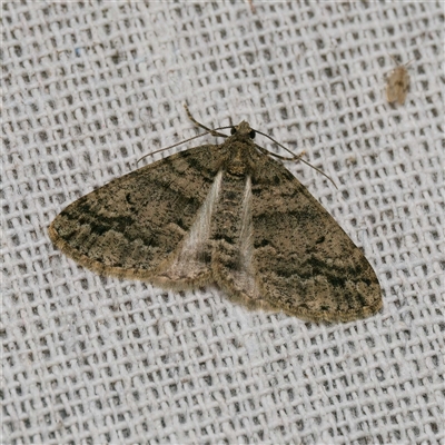 Lipogya eutheta (Grey Bark Moth) at  - suppressed by DPRees125