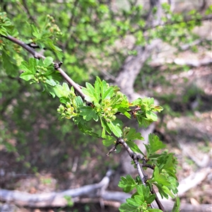 Crataegus monogyna (Hawthorn) at Watson, ACT - Today by abread111