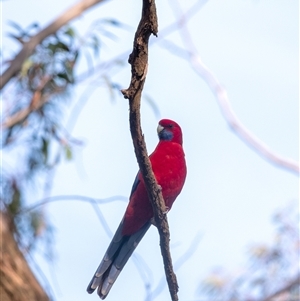 Platycercus elegans (Crimson Rosella) at Penrose, NSW - Yesterday by Aussiegall