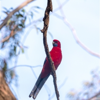 Platycercus elegans (Crimson Rosella) at Penrose, NSW - 5 Oct 2025 by Aussiegall