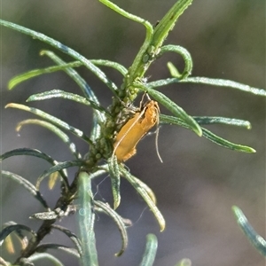 Philobota (genus) at Lyons, ACT - Today by ran452