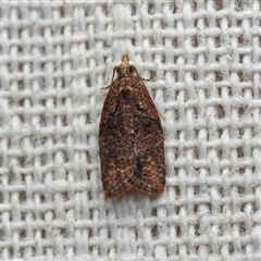Capua intractana (A Tortricid moth) by DPRees125