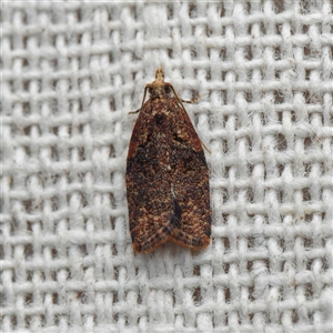 Capua intractana (A Tortricid moth) by DPRees125
