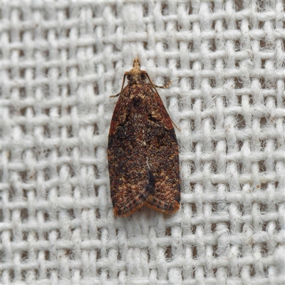Capua intractana (A Tortricid moth) at  - suppressed by DPRees125