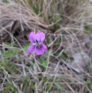 Unverified Plant at Ghan, NT - Today by chriselidie