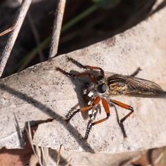 Zosteria sp. (genus) (Common brown robber fly) at Penrose, NSW - 5 Oct 2025 by Aussiegall