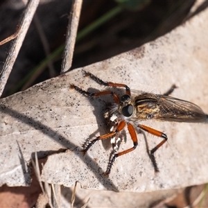 Zosteria sp. (genus) (Common brown robber fly) at Penrose, NSW - Yesterday by Aussiegall