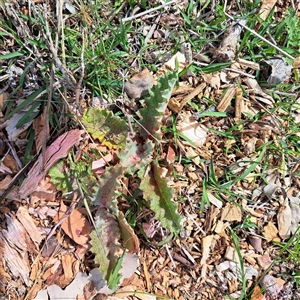 Onopordum acanthium at Watson, ACT - Today by abread111