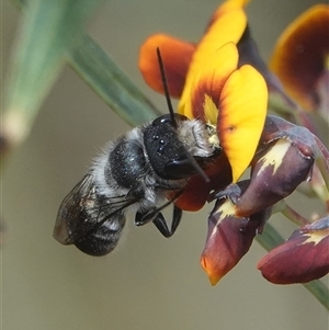 Megachile (Genus) at Hall, ACT - Today by Anna123