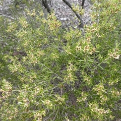 Monotoca elliptica (Tree Broom-heath) at Ballyroe, NSW - 13 May 2018 by TwoRivers