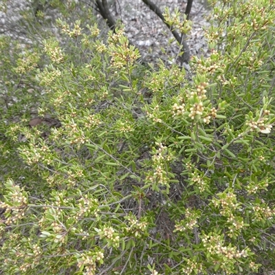 Monotoca elliptica (Tree Broom-heath) at Ballyroe, NSW - 13 May 2018 by TwoRivers