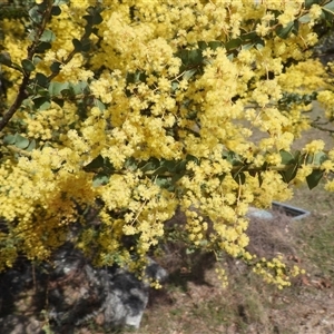 Acacia baileyana at Booth, ACT - Yesterday by DavidDedenczuk
