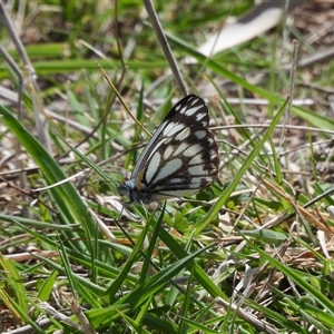 Belenois java at Rendezvous Creek, ACT - Yesterday by DavidDedenczuk