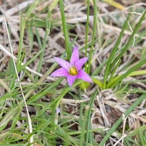 Romulea rosea var. australis at Berrigan, NSW - 13 Sep 2025 by AlisonMilton