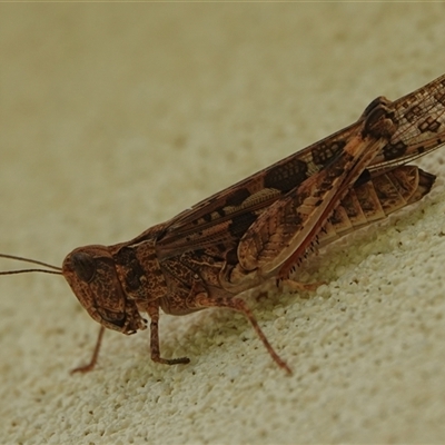 Chortoicetes terminifera (Australian Plague Locust) at Hall, ACT - 6 Oct 2025 by Anna123