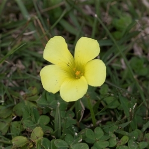 Oxalis pes-caprae at Berrigan, NSW - 13 Sep 2025 by AlisonMilton