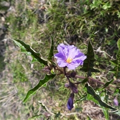 Solanum cinereum (Narrawa Burr) at Kambah, ACT - 5 Oct 2025 by DavidDedenczuk