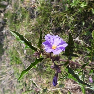 Solanum (genus) at Kambah, ACT - Yesterday by DavidDedenczuk