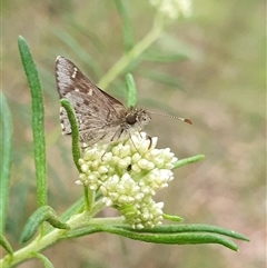 Pasma tasmanica by Aussiegall