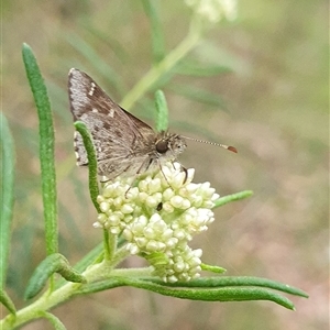Pasma tasmanica by Aussiegall