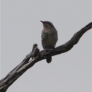 Chalcites lucidus at Hall, ACT - Today by Anna123