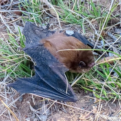 Chalinolobus morio (Chocolate Wattled Bat) at Cooleman, NSW - 4 Oct 2025 by TCosta