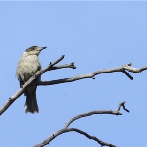 Cracticus torquatus at Watson, ACT - Today by Lisa.Jok