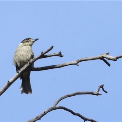 Cracticus torquatus (Grey Butcherbird) at Watson, ACT - 6 Oct 2025 by Lisa.Jok