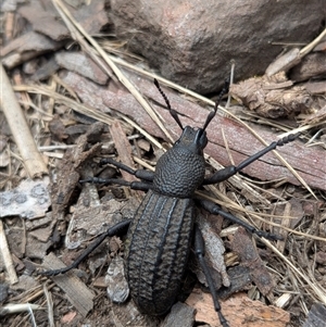 Unverified Beetle (Coleoptera) at Kambah, ACT - Today by Rebeccajgee