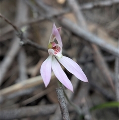 Caladenia carnea (Pink Fingers) at Kambah, ACT - Yesterday by Rebeccajgee