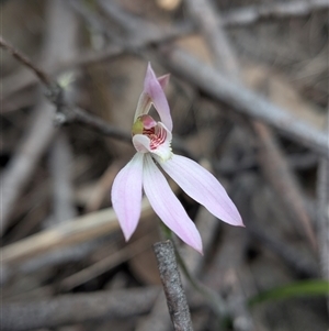 Caladenia fuscata at Kambah, ACT - Today by Rebeccajgee