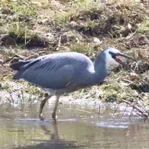 Egretta novaehollandiae at Watson, ACT - Today by Lisa.Jok