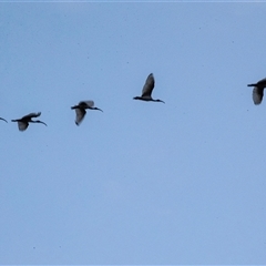 Threskiornis molucca at Echuca, VIC - 14 Sep 2025 by AlisonMilton