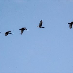 Threskiornis molucca at Echuca, VIC - 14 Sep 2025 by AlisonMilton