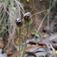 Pterostylis pedunculata (Maroonhood) at Paddys River, ACT - Yesterday by Rebeccajgee