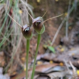 Pterostylis pedunculata at Paddys River, ACT - Today by Rebeccajgee