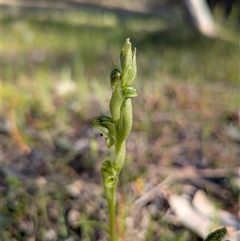 Hymenochilus cycnocephalus (Swan greenhood) at Denman Prospect, ACT - 5 Oct 2025 by Rebeccajgee