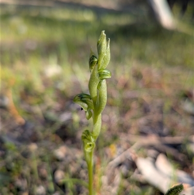 Hymenochilus cycnocephalus (Swan greenhood) at Denman Prospect, ACT - 5 Oct 2025 by Rebeccajgee